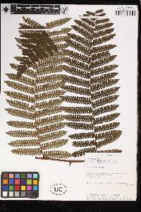 Cyathea tortuosa image