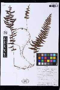 Hymenophyllum superbum image