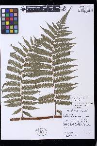 Cyathea aspera image