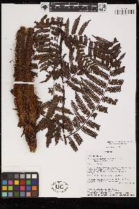 Cyathea lindeniana image