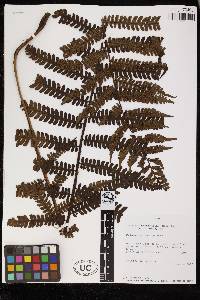 Cyathea bipinnatifida image