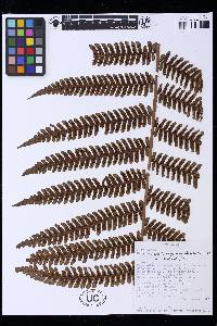 Alsophila longipinnata image
