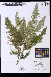 Selaginella lechleri image