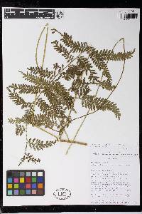 Selaginella exaltata image