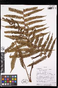 Cyathea bipinnatifida image