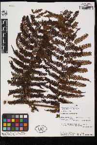 Cyathea herzogii image