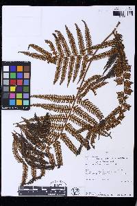 Cyathea lasiosora image