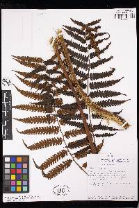 Cyathea traillii image