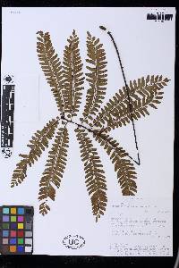 Adiantum decoratum image