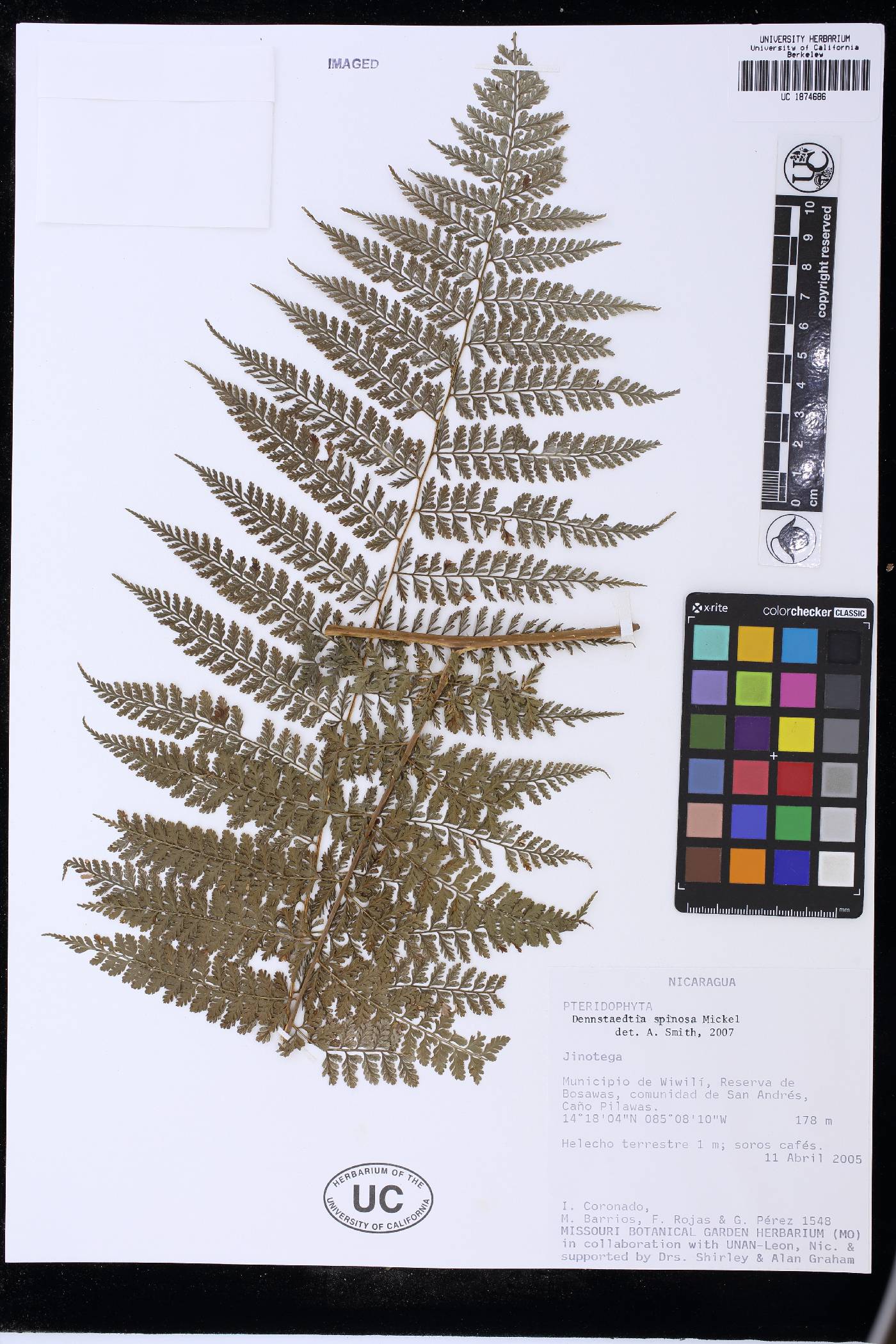 Dennstaedtia spinosa image
