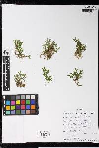 Selaginella alampeta image