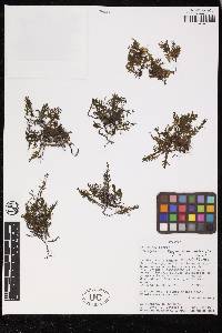 Didymoglossum reptans image