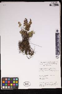 Oeosporangium nitidulum image