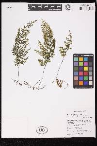 Hymenophyllum polyanthos image