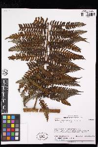 Cyathea divergens image