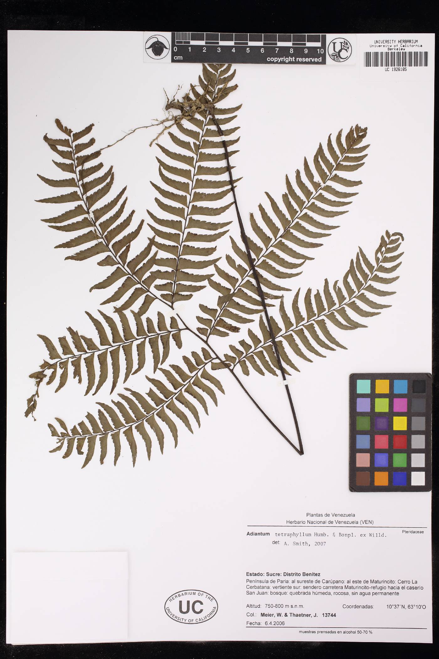 Adiantum tetraphyllum image