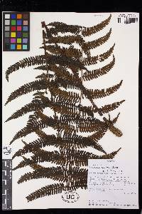 Cyathea paucifolia image