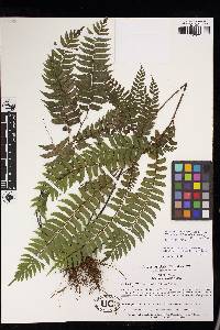 Adiantum tetraphyllum image