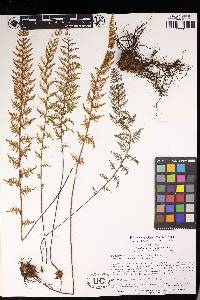 Myriopteris myriophylla image