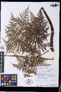 Culcita coniifolia image