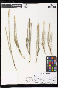 Lycopodium vestitum image