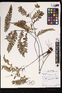 Adiantum terminatum image