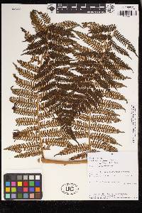 Cyathea ruiziana image