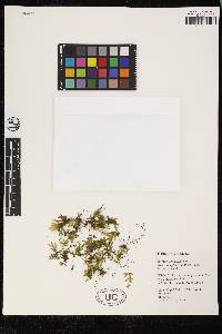 Hymenophyllum blandum image