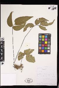 Adiantum wilsonii image