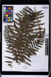 Cyathea phalerata image