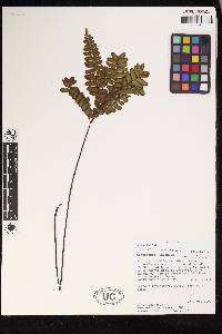 Adiantum humile image