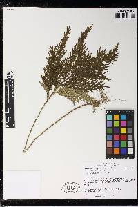 Selaginella anceps image