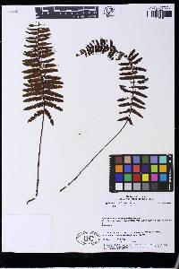 Trichomanes pellucens image