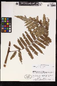 Cyathea schlimii image