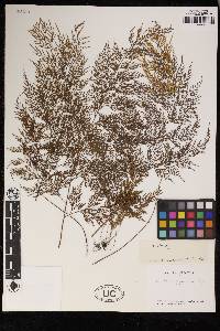 Onychium siliculosum image