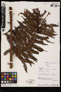 Cyathea lindeniana image