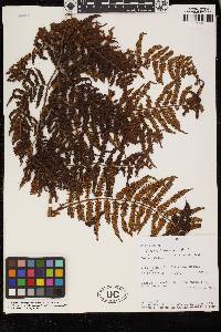 Cyathea lindeniana image