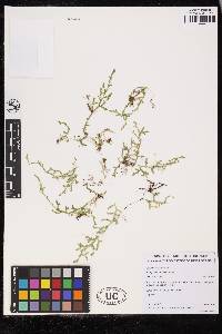 Selaginella tenuissima image