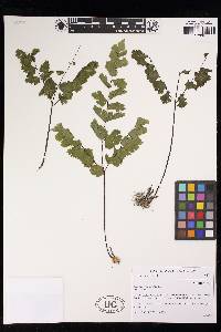 Adiantum sinuosum image