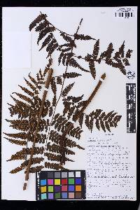 Cyathea lechleri image