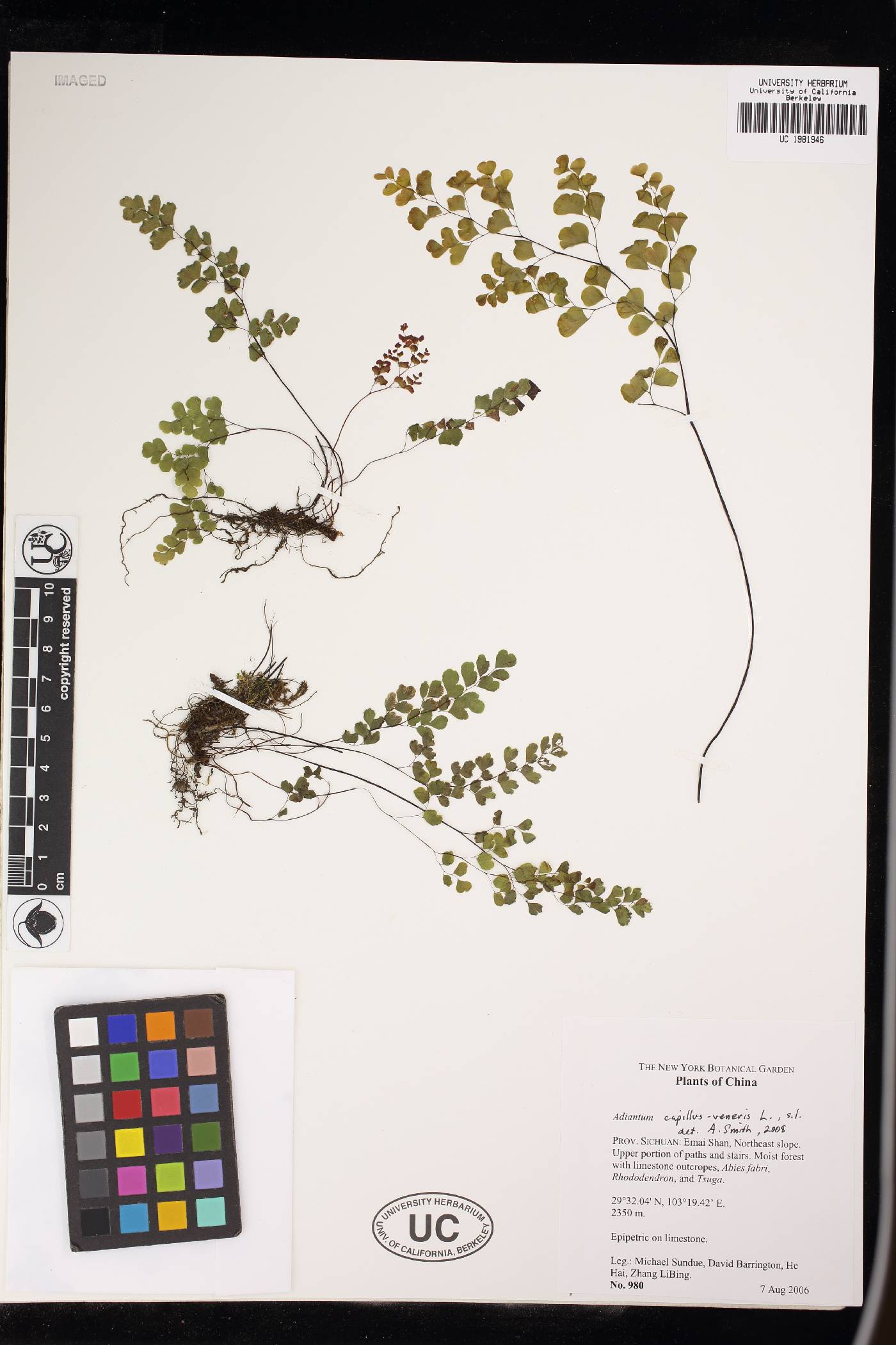 Adiantum wattii image