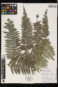 Dicksonia karsteniana image