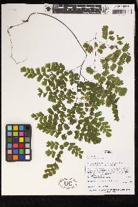 Adiantum lorentzii image