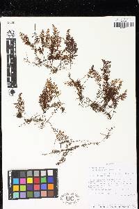 Hymenophyllum axillare image