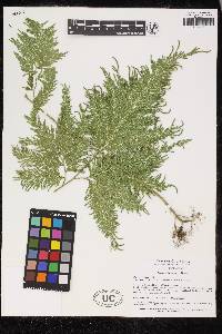 Selaginella anceps image