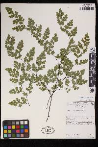 Adiantum andicola image