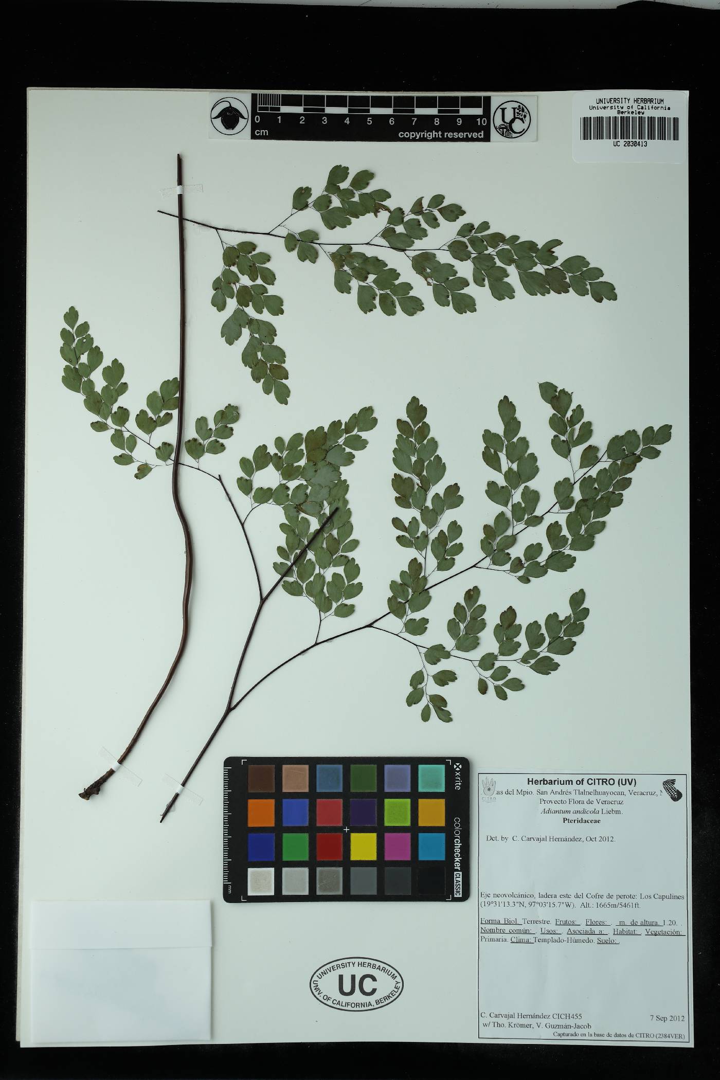 Adiantum amplum image