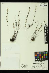 Notholaena lemmonii image