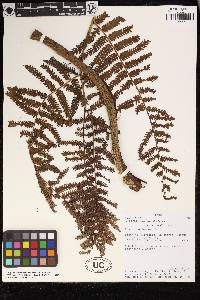 Cyathea ruiziana image