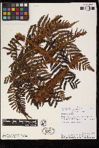 Cyathea herzogii image